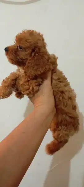 1ekor toy poodle betina