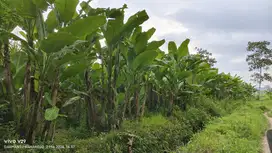 Tanah sawah produktif SHM