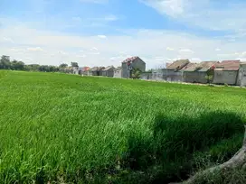 Sawah Jejer 4, Zona Kuning