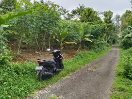 Dijual Kebun : Ada Pohon Manggis, Ada Jalur Listrik, Datar