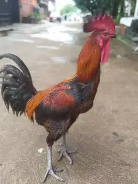 Ayam pelung sepasang jual murah