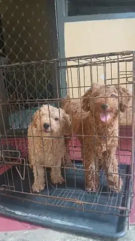 jual anjing poodle sepasang usia 6 bln