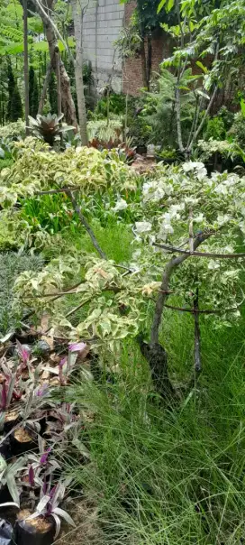 Pohon Bonsai Bougenville 2 warna