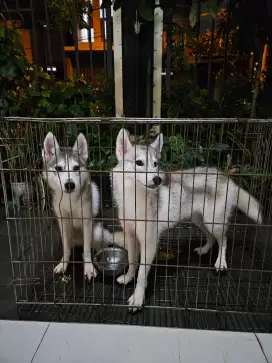 Anak Anjing Siberian Husky (breeder asli dari Siberia)