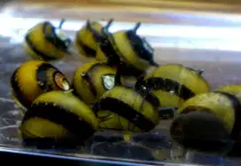 Keong Tanduk Bumble Bee Aquascape