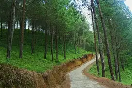 Tanah Berbukit Hutan Pinus Pacet