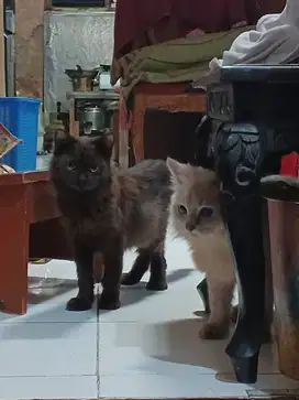 kucing norwegian forest + persia