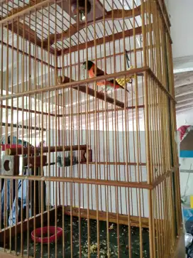 Jual ada 4 burung