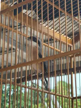 Burung Pentet jatim pilis pastol