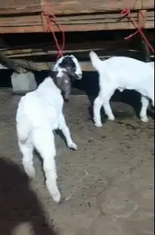 5 ekor anakan kambing etawa 3 bulanan 3 jantan 2 betina siap ternak ok