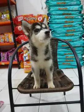 siberian husky betina sudah vaksin / non stb