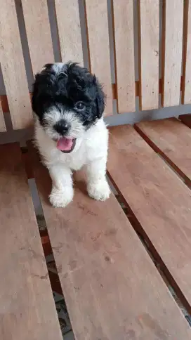 Tiny Shitzu Shihtzu , Shihpoo Umur 1,5 Bulan Shipoo Imut