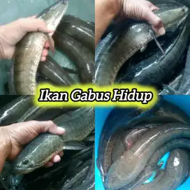 Menawarkan ikan segar fresh