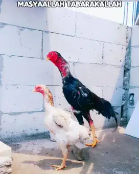 Sepasang Ayam Shamo Siap Ternak