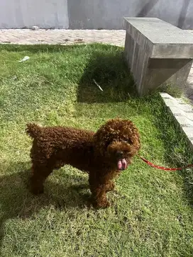 Dijual anjing poodle terry coklat