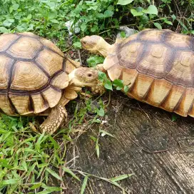 Kura Kura Sulcata Sepasang