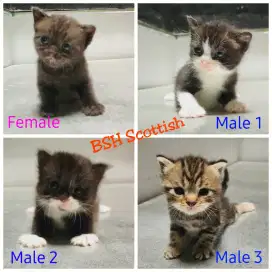 JUAL KUCING BSH  X   SCOTTISH FOLD