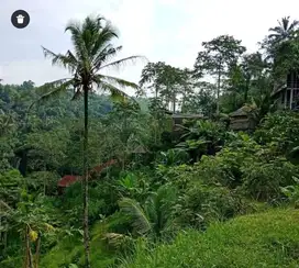 Dijual Tanah 13 are di Br Jasan Tegallalang Ubud Gianyar