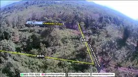 tanah 5.000m2 bonus kandang ayam baru di mandiangin