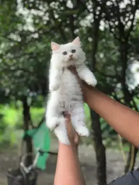 Kitten Persian Longhair