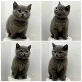 Munchkin Kitten Blue