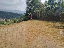 Tanah sawah produktif view pegunungan lepas udara sejuk Lt 1000 m²