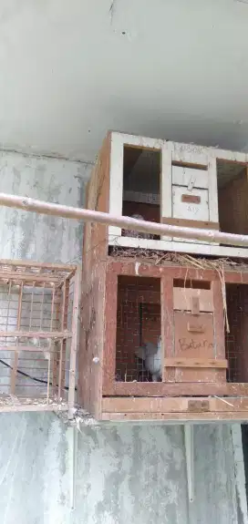 Burung dara plus kandang