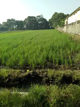 Investasi Gila Tanah Sawah Luas 1850 m2 di Sawit Boyolali Menanti Anda