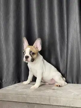 Frenchie /french bulldog jantan super gembul bloodline champion