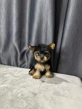 Supermini Yorkie /yorkshire jantan size kecil lucuu