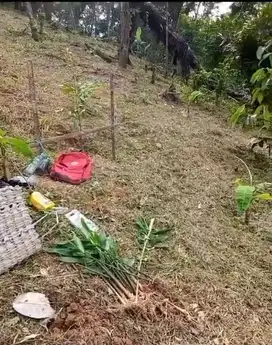 Dijual kebun di desa cintalaksana loji Karawang