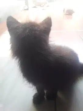 Kucing kitten persia long hair umur 3bln jantan