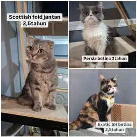 LA indukan SF jantan, persia flatnose betina & exotic SH betina