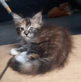 Mainecoon kitten non ped