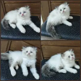 Kucing kitten persia