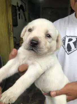 Labrador retriever