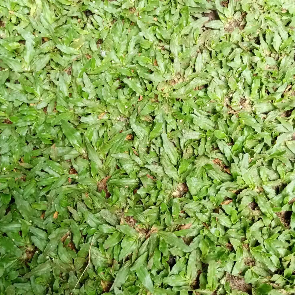Rumput gajah mini permeter