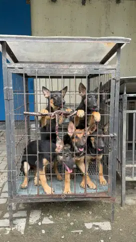 Puppy german shepherd herder jantan betina stambum vaksin