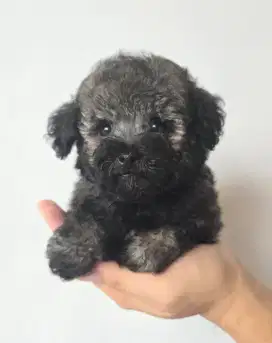 Poodle silver female