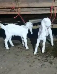 5 ekor anakan cempe kambing etawa 3 bulan 3 jantan 2 betina siap piara