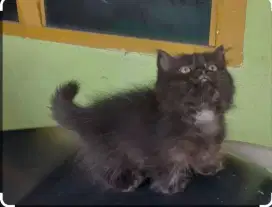 Kitten persia umur 2bulan jantan