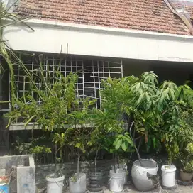 Dijual Murah Rumah Siap Huni Di Semampir Dekat Merr Surabaya