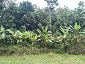 Tanah kebun manggis dan sawah produktif air subur Lt 1 hektar kurlb