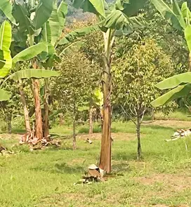 Tanah datar kebun durian luas tanah 2 hektar surat SHM sertifikat mura