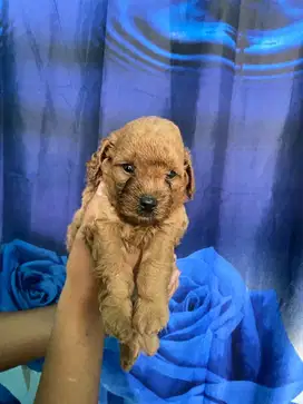 Toy poodle pure