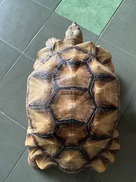 Sulcata Tortoise 55cm