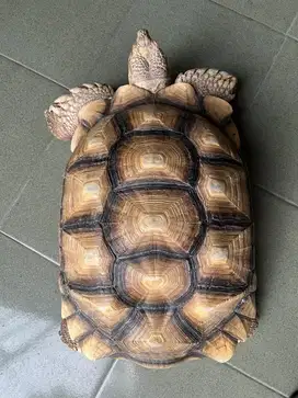 Sulcata Tortoise