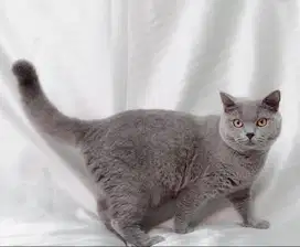 British Shorthair PED CFA Male PROVEN