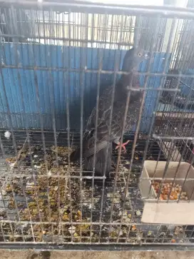 Burung merpati pos