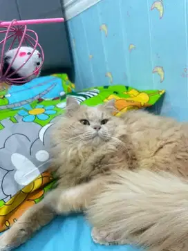 Kucing Persia Jantan 8 Bulan